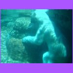 Polar Bear Under Water.jpg